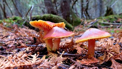 Hygrocybe punicea