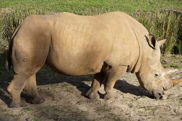 Fototapeta premium rhino