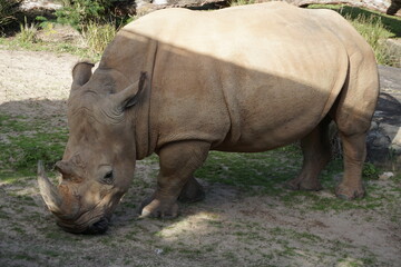 Fototapeta premium rhino