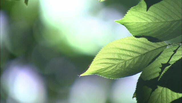 新緑の木の葉