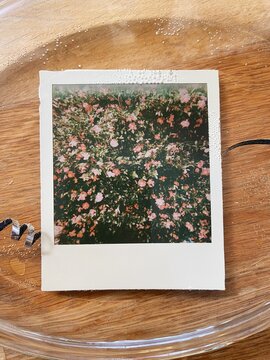 Flowering Camellia polaroid in creative process