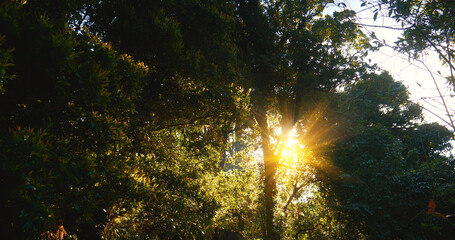 Sunbeam shining through tree sunny ray lens flare beautiful sunlight amazing landscape beauty in nature morning tranquility. Illuminated light beam pine tree woodland sunrise natural phenomenon