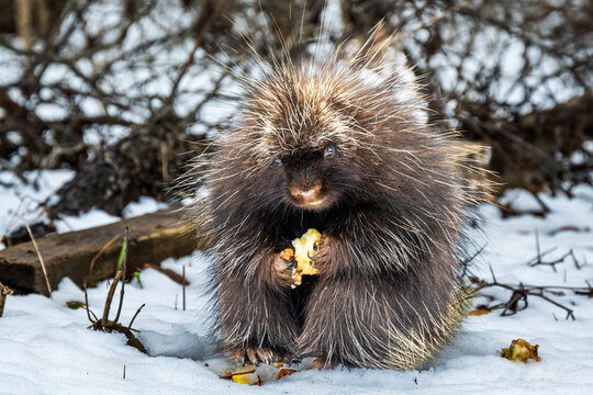 porcupine (north american, wild) sitting on it's haunchs in snow  eating an apple clasped in its front claws full frontal to camera eyes visible shot on the niagra escarpment ontario canada march