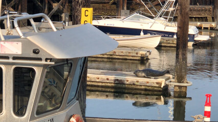 Sunbathing seal at Langley marina 