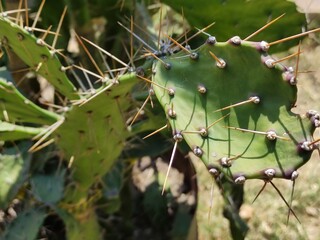 close up of cactus, primer plano de un nopal