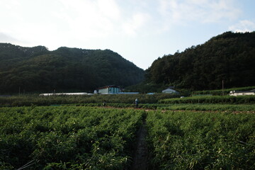 Naklejka premium Korea, Korean Style, Korean Small town, korean countryside, Korean nature