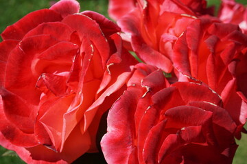 red rose petals