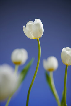 Beautiful white gentle tulips close-up 