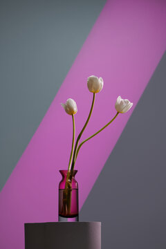 White tulip flower head with green stem in glass transparent