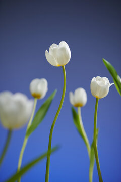 bouquet of white tulips on dark blue background