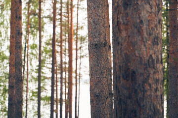 View of the summer coniferous forest with copy space. Tall brown pine trunks, tree bark. 