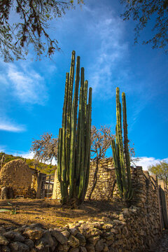 Perspectiva de la integraci&oacute;n de cact&aacute;ceas &oacute;rganos en los restos de muros de piedras y adobes pueblos mexicanos en conservaci&oacute;n