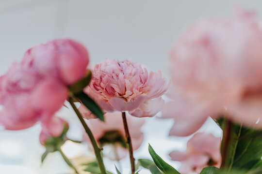 Fresh pretty pink hydrangea in a floral bouquet