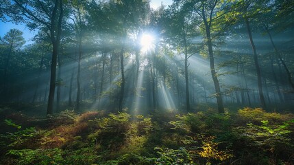 A misty morning in the autumn forest, with sunbeams breaking through the dense foliage, creating a mystical and enchanting scene.