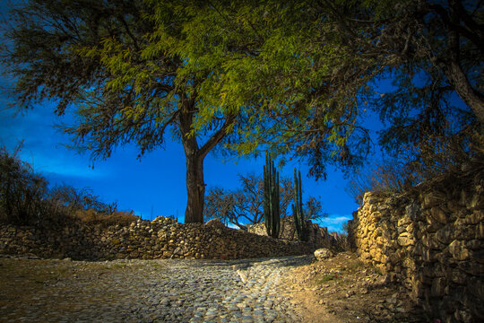 Perspectiva de calle empedrada integrada a la naturaleza con &aacute;rboles y cact&aacute;ceas cielo azulado y amarillo profundo de la piedra y la tierra