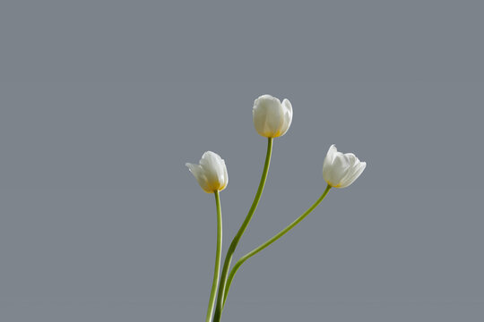 Bouquet of white tulips in vase isolated on white background