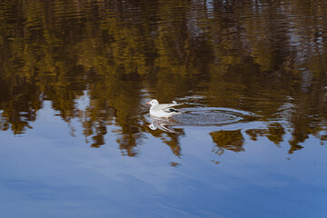 seagull in water