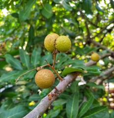 Fresh longan fruit still on the tree, photographed after the rain and still looks wet