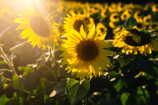 Sunlight on sunflowers in field