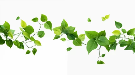 Foto op Plexiglas Realistic green leaves in flight Flying, transparent background (PNG). Nature's vibrant element. Generative AI. © Click Download