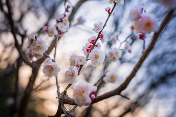 	梅の花と青空　春　夕暮れ　マジックアワー