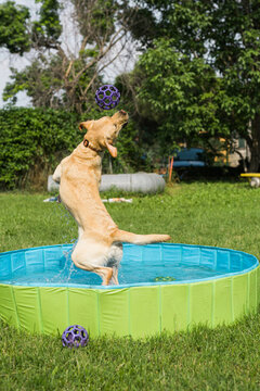 Dog having a bath in a baby pool