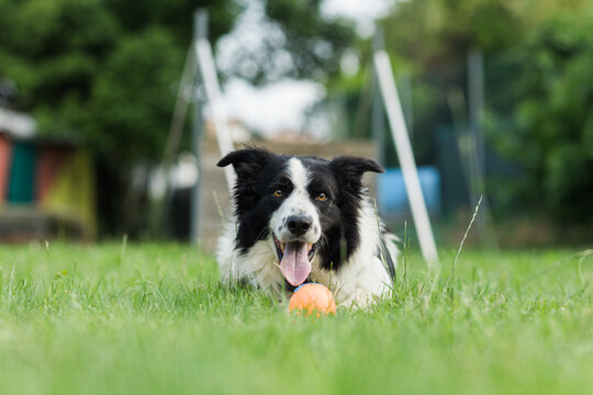 Black And White Border Collie With Her Ball