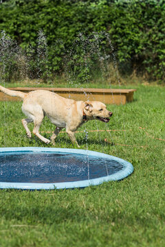 Dog having a bath in a baby pool