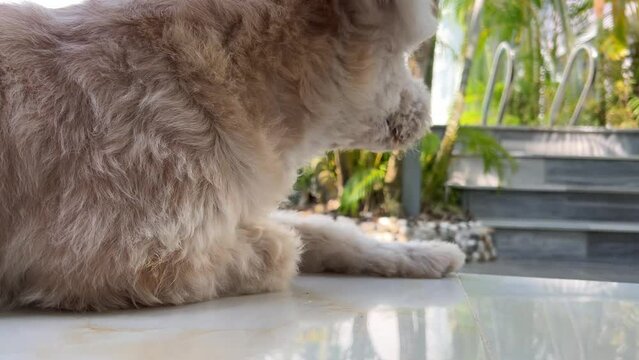 Sad dog sitting on the porch with his head on his paws shaking his ears protection from fleas biting mosquitoes insects hot climate. White wool Old dog