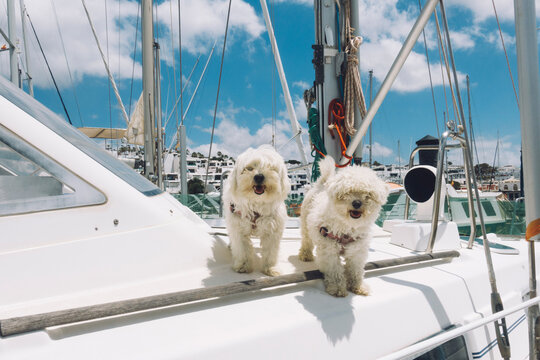 two dogs on boat