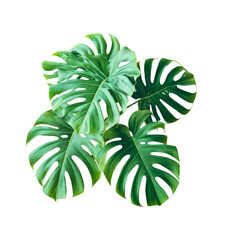 Background Nature, White On Leaves, Leaves Isolate, Monstera