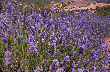 Fototapeta premium beautiful lavender field on a summer day, lavender flowers are close-up in the foreground