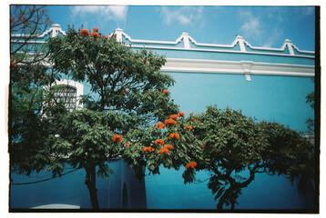 Film street with mexican wall and Royal Poinciana Tree