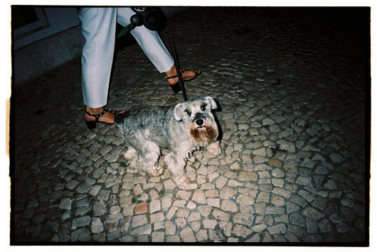 Woman walking her schnauzer 
