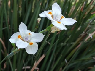 white spring flowers, flores blancas de primavera