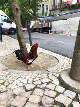 UGC rooster roaming in the street construction work
