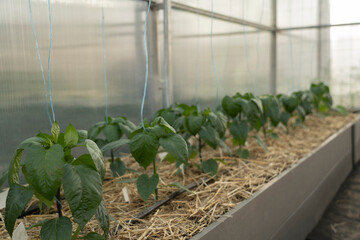 Seedlings at home or in a greenhouse. Growing vegetables from bell pepper seeds at home.