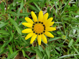 yellow Gazania African Daisy flower in the garden