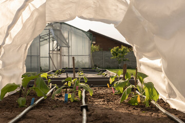 Cucumber seedlings, young green plants in the greenhouse begin to bloom