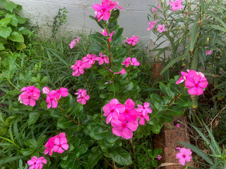 pink flowers in the garden