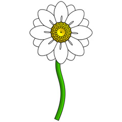 Daisy flower element. Vector illustration with spring season theme. Editable vector element.