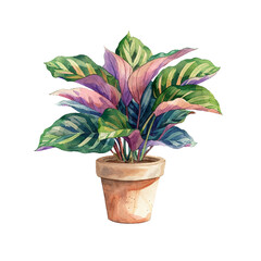 calathea in pot vector illustration in watercolour style