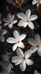 White flower black background wallpaper for phone