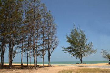 Panare Beach is a beautiful, clean white beach. fresh air The surrounding area has long shady pine trees, beautiful and suitable for relaxing. Located at Pattani Province in Thailand.