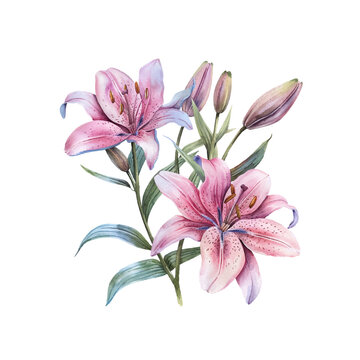 cute lily vector illustration in watercolour style
