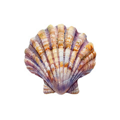 cute shells vector illustration in watercolour style
