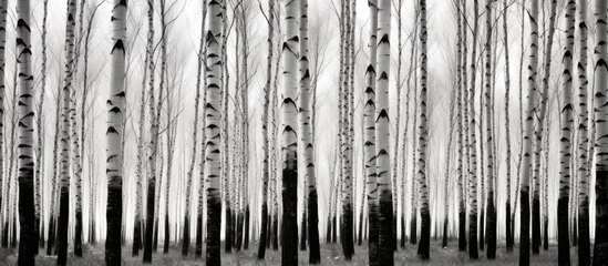 Foto auf Acrylglas A black and white photograph showcasing a grove of majestic birch trees standing tall in a serene forest background. © AkuAku