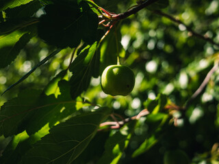 Fruit on tree