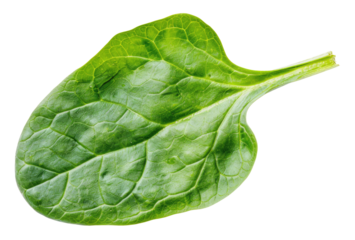 One spinach leaf isolated on transparent background