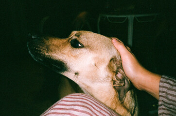 Happy adopted mongrel being touched by his owner